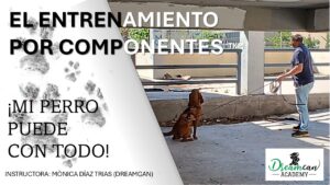 EL ENTRENAMIENTO POR COMPONENTES.