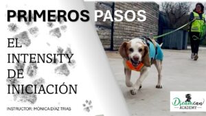 PRIMEROS PASOS. El Intensity de Iniciación.