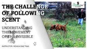 THE CHALLENGE OF FOLLOWING SCENT.